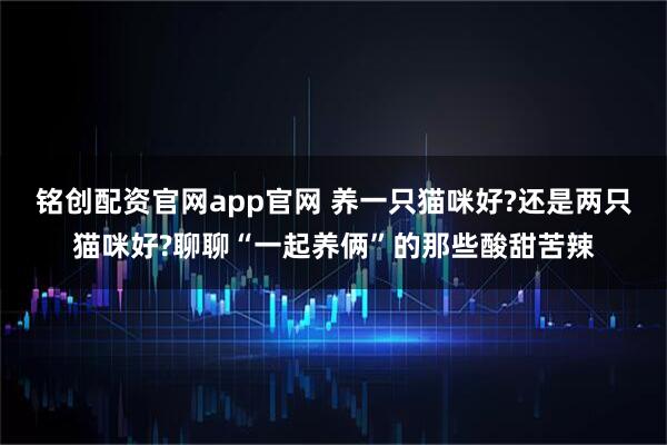 铭创配资官网app官网 养一只猫咪好?还是两只猫咪好?聊聊“一起养俩”的那些酸甜苦辣
